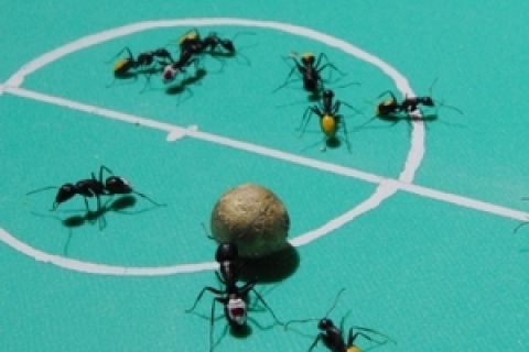 Επίθεση μυρμηγκιών σε ποδοσφαιριστή!