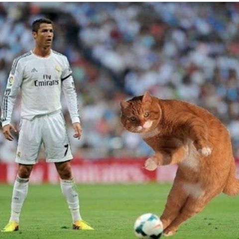 Τρέλα με τα ποδοσφαιρικά memes του Catinho!