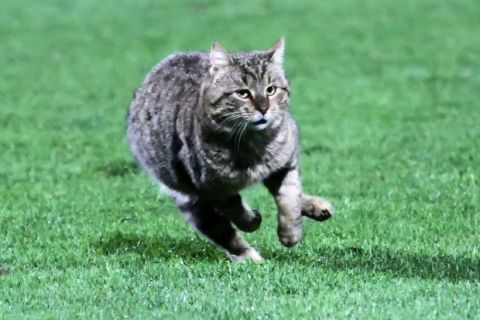 Μία γάτα έκανε τη βόλτα της στο Ξάνθη-Καλλονή