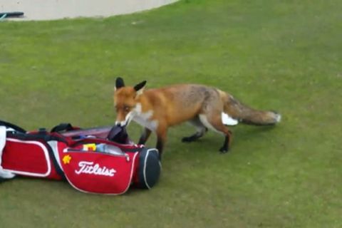 Αλεπού κλέβει πορτοφόλι παίκτη του γκολφ
