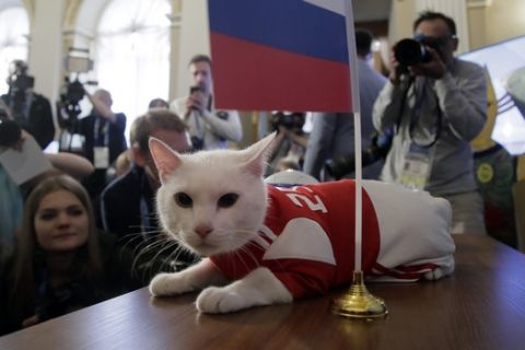 Achilles the cat, one of the State Hermitage Museum mice hunters, lies on a table after attempting to predict the result of the opening match of the 2018 FIFA World Cup between Russia and Saudi Arabia in St.Petersburg, Russia, Wednesday, June 13, 2018. Achilles chose Russia. (AP Photo/Dmitri Lovetsky)