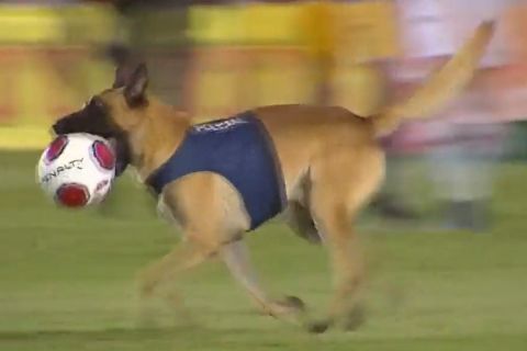 Αστυνομικός σκύλος εισέβαλε στο χορτάρι και έκλεψε τη μπάλα εν ώρα αγώνα