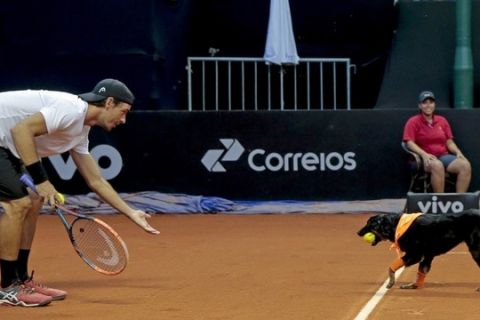 Αδέσποτα μαζεύουν μπαλάκια τένις στο Open Βραζιλίας!