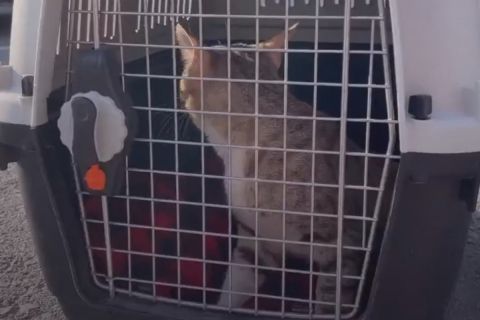 Μουντιάλ 2022, Αγγλία: Μία αδέσποτη γάτα έγινε μασκότ για τους Άγγλους και οι Γουόκερ - Στόουνς την πήραν στην πατρίδα