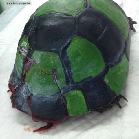 ΠΡΟΣΟΧΗ ΣΚΛΗΡΕΣ ΕΙΚΟΝΕΣ: Ζώα έβαψαν σαν ποδοσφαιρική μπάλα μια χελώνα!