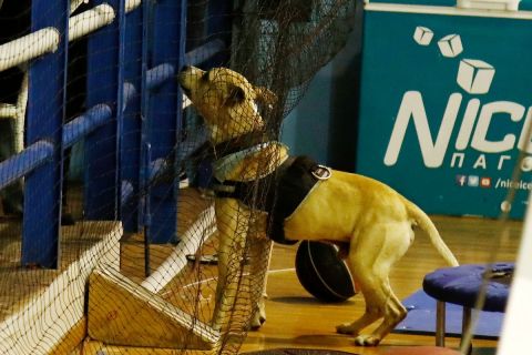 Ο αθλητικός δικαστής του ΕΣΑΚΕ τιμώρησε την ΚΑΕ Ηρακλής για το ντου του σκύλου