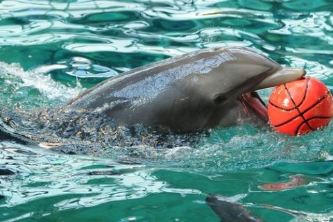 Κάρφωσε με τη βοήθεια δελφινιού