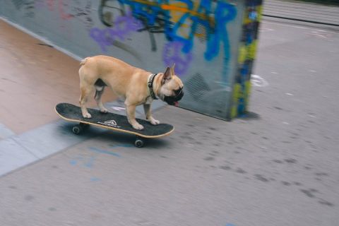 Αυτός ο σκύλος κάνει... extreme sport!