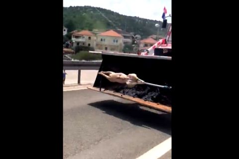 Σούβλισαν αρνί σε κροατικό τρακτέρ! (VIDEO)