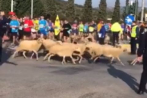 Μαραθώνιος 2018: Πρόβατα... δρομείς, κυνηγημένα από τον τσοπάνη τους (VIDEO)