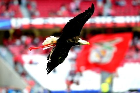 Benfica's mascot eagle 'Vitoria' flies before the Champions League group A soccer match between SL Benfica and CSKA Moscow at the Luz stadium in Lisbon, Tuesday, Sept. 12, 2017. (AP Photo/Armando Franca)