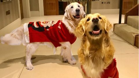 Τα Χριστουγεννιάτικα "gunner" φορμάκια των σκύλων του Σάντσες