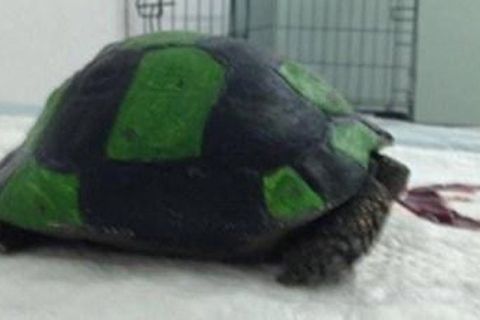 ΠΡΟΣΟΧΗ ΣΚΛΗΡΕΣ ΕΙΚΟΝΕΣ: Ζώα έβαψαν σαν ποδοσφαιρική μπάλα μια χελώνα!