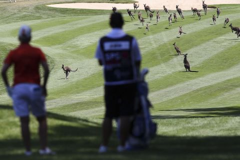 Feb. 14, 2013. Karrie Webb of Australia waits for the kangaroos to clear the fairway during day one of the ISPS Handa Australian Open at Royal Canberra Golf Club in Canberra, Australia. 