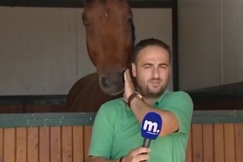 Άλογο "παρενοχλεί" δημοσιογράφο εν ώρα ρεπορτάζ