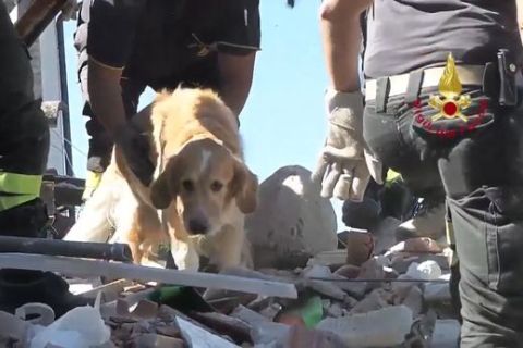 Ρομέο: Ο σκύλος που έζησε επί 9 ημέρες εγκλωβισμένος στα ερείπια του σεισμού στην Ιταλία!