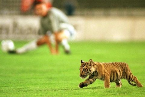 Ζώα στα γήπεδα: Από τον κόκκορα του Τότη στην τίγρη της Όμπιλιτς 