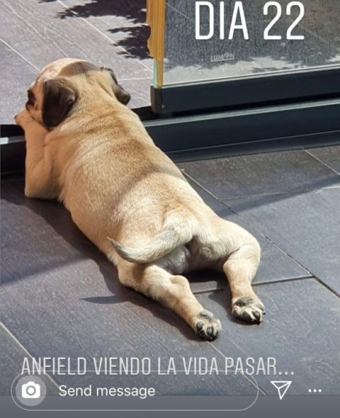 Ατλέτικο Μαδρίτης: Ο Μάρκος Γιορέντε ονόμασε Άνφιλντ τον σκύλο του