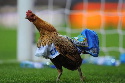 A chicken is put on the pitch by Blackburn fans in protest of the Venkey's ownership of the club during the English Premier League football match between Blackburn Rovers and Wigan Athletic at Ewood Park, Blackburn, northwest England on May 7, 2012. AFP PHOTO/ANDREW YATES
RESTRICTED TO EDITORIAL USE. No use with unauthorized audio, video, data, fixture lists, club/league logos or live services. Online in-match use limited to 45 images, no video emulation. No use in betting, games or single club/league/player publications.ANDREW YATES/AFP/GettyImages