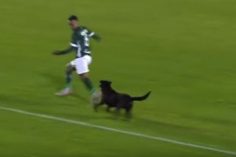 Σκύλος πήρε στο κυνήγι παίκτη στη Βραζιλία!