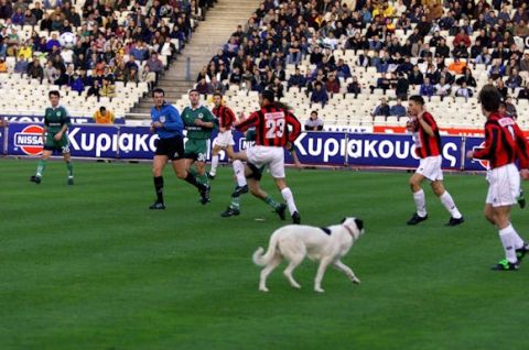 30 σκύλοι που έκαναν εισβολή σε ελληνικά γήπεδα