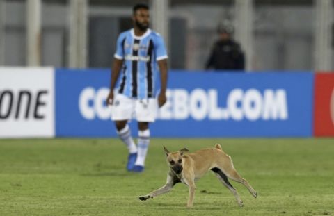 A dog runs into the field during a Copa Libertadores soccer match between Venezuela's Zamora and Brazil's Gremio in Barinas, Venezuela, Thursday, March 9, 2017.(AP Photo/Fernando Llano)