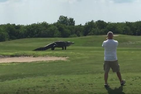 Αλιγάτορας κόβει βόλτες σε γήπεδο γκολφ!