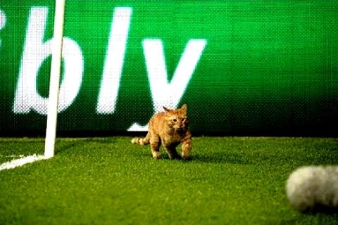 Η Μπεσίκτας κατηγορείται και για τη γάτα "εισβολέα" από την UEFA
