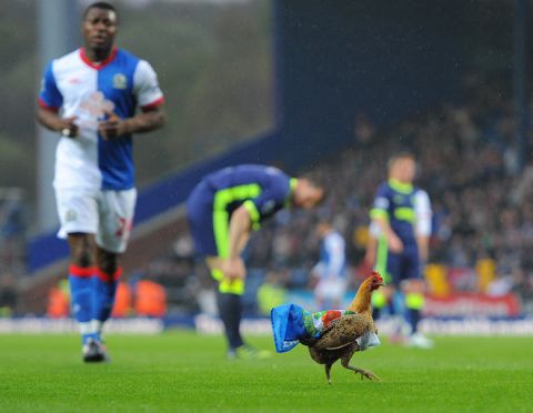 A Chicken is put on the pitch by Blackburn fans in protest of the Venkey's ownership of the club during the English Premier League football match between Blackburn Rovers and Wigan Athletic at Ewood Park, Blackburn, north-west England on May 7, 2012.  AFP PHOTO/ ANDREW YATES
RESTRICTED TO EDITORIAL USE. No use with unauthorized audio, video, data, fixture lists, club/league logos or live services. Online in-match use limited to 45 images, no video emulation. No use in betting, games or single club/league/player publications.ANDREW YATES/AFP/GettyImages