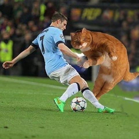 Τρέλα με τα ποδοσφαιρικά memes του Catinho!