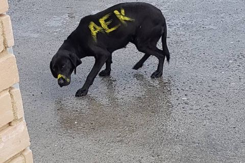 Η ΠΑΕ ΑΕΚ πήρε θέση για την κακοποίηση του σκύλου