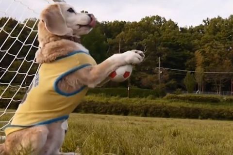 Ο τερματοφύλακας... σκύλος που αποκρούει τα πάντα! (VIDEO)