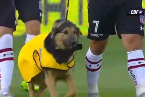 Οι παίκτες της Κόλο Κόλο μπήκαν στο γήπεδο συνοδευόμενοι από σκύλους 