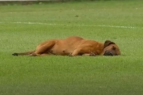 Σκύλος αποκοιμήθηκε σε γήπεδο την ώρα του αγώνα