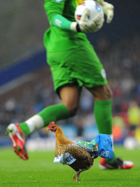 A Chicken is put on the pitch by Blackburn fans in protest of the Venkey's ownership of the club during the English Premier League football match between Blackburn Rovers and Wigan Athletic at Ewood Park, Blackburn, north-west England on May 7, 2012.    AFP PHOTO/ ANDREW YATES
RESTRICTED TO EDITORIAL USE. No use with unauthorized audio, video, data, fixture lists, club/league logos or live services. Online in-match use limited to 45 images, no video emulation. No use in betting, games or single club/league/player publications.ANDREW YATES/AFP/GettyImages