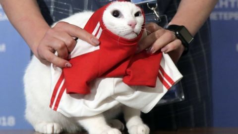 A State Hermitage employee puts a football shirt on Achilles the cat, one of the State Hermitage Museum mice hunters, after attempting to predict the result of the opening match of the 2018 FIFA World Cup between Russia and Saudi Arabia in St.Petersburg, Russia, Wednesday, June 13, 2018. Achilles chose Russia. (AP Photo/Dmitri Lovetsky)
