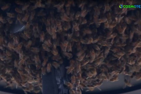 Indian Wells: Απίστευτο σκηνικό, σμήνος μελισσών αποτέλεσε την αιτία να εκκενωθεί το κεντρικό court του τουρνουά εν ώρα αγώνα