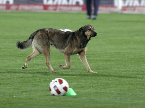 30 σκύλοι που έκαναν εισβολή σε ελληνικά γήπεδα
