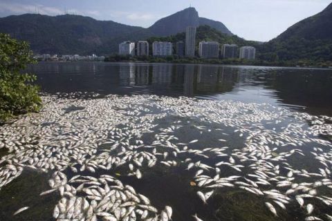 Η λίμνη των νεκρών ψαριών 