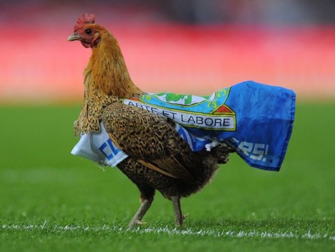 A chicken walks on the pitch after being placed there by Blackburn fans in protest of the Venkey's ownership of the club during the English Premier League football match between Blackburn Rovers and Wigan Athletic at Ewood Park, Blackburn, northwest England on May 7, 2012. AFP PHOTO/ANDREW YATES
RESTRICTED TO EDITORIAL USE. No use with unauthorized audio, video, data, fixture lists, club/league logos or live services. Online in-match use limited to 45 images, no video emulation. No use in betting, games or single club/league/player publications.ANDREW YATES/AFP/GettyImages