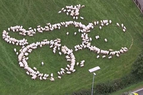 Βρετανός αγρότης προμοτάρει ποδηλατικό γύρο με... πρόβατα