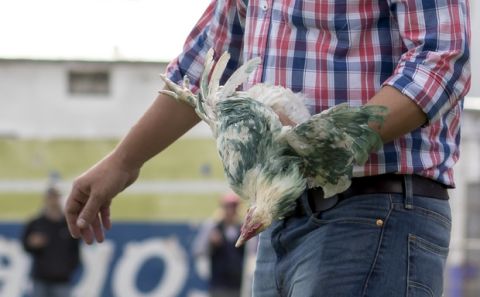 In this Sunday, March 11, 2018 photo, Fenix first-division club director Gaston Alegari removes a chicken after supporters from his club threw two chickens painted in white and green, the colors of the opponents Racing, on to the field during their league soccer match, in Montevideo, Uruguay. Uruguays soccer association decided on Tuesday that Fenix will have to play one match away from their home stadium because of the incident. The incident has also made Alegari a target of criticism from animal rights groups and fans after he violently kicked one of the chickens off the pitch. (AP Photo/Mauricio Castillo)