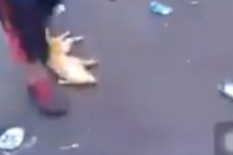 Ασύλληπτο: Οπαδοί της Ρίβερ "ξέσκισαν" πεθαμένο γουρούνι