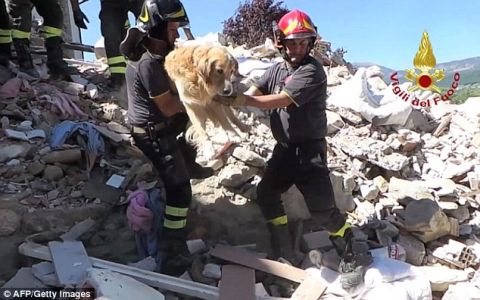 Ρομέο: Ο σκύλος που έζησε επί 9 ημέρες εγκλωβισμένος στα ερείπια του σεισμού στην Ιταλία!
