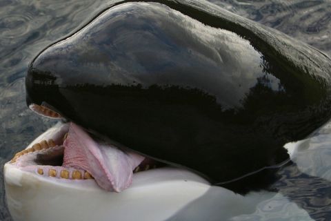Οι Ισλανδοί προσφέρουν σόου με φάλαινες στους Άγγλους παίκτες