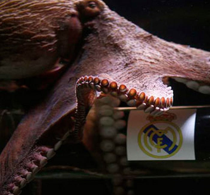 Το χταπόδι προβλέπει Ρεάλ για το Κύπελλο!