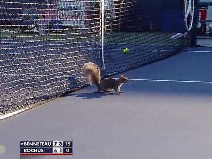 Επέλαση σκίουρων στο US Open!