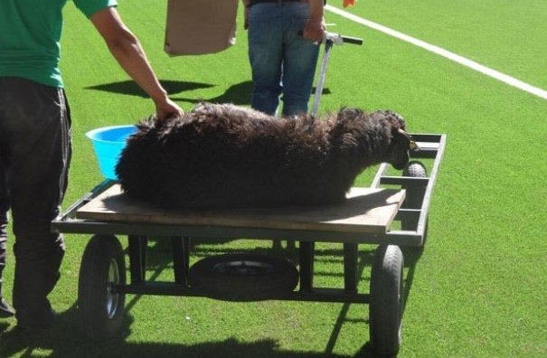 Μπλόκο στις σφαγές προβάτων της Καραγκάντι
