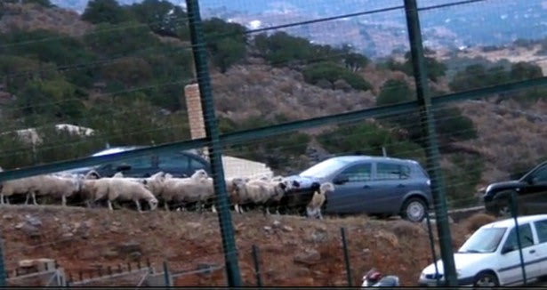 Το κοπάδι από πρόβατα που βλέπει ποδόσφαιρο!