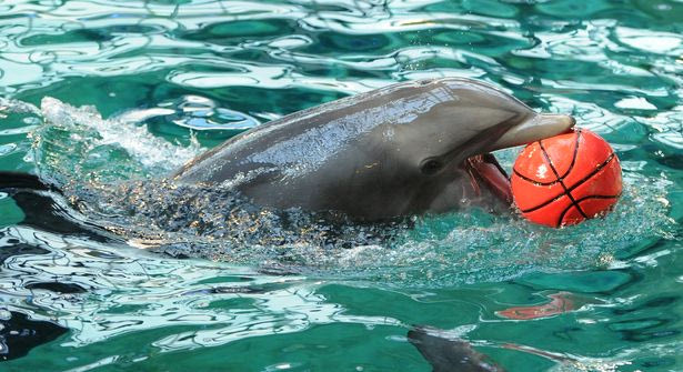 Κάρφωσε με τη βοήθεια δελφινιού